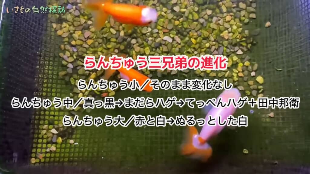 3匹のランチュウの変化をまとめた文章