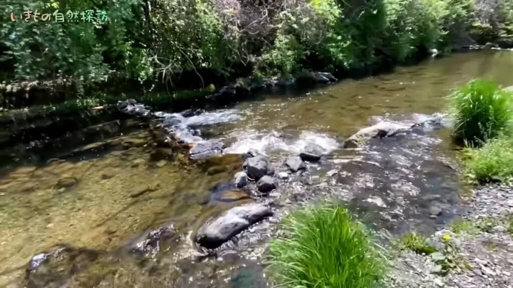 ウグイが生息している川