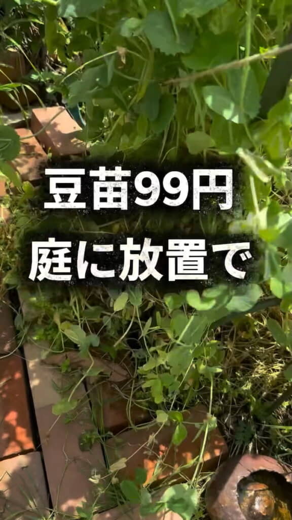 庭に放置した豆苗が大きく成長