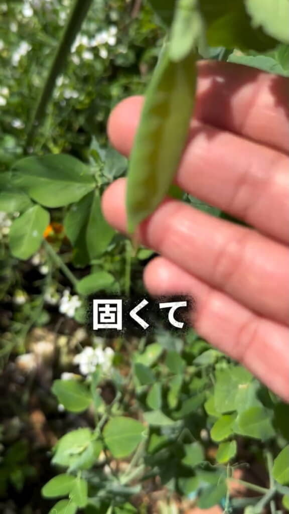 絹さや状のものはサヤごと食べるには硬すぎた