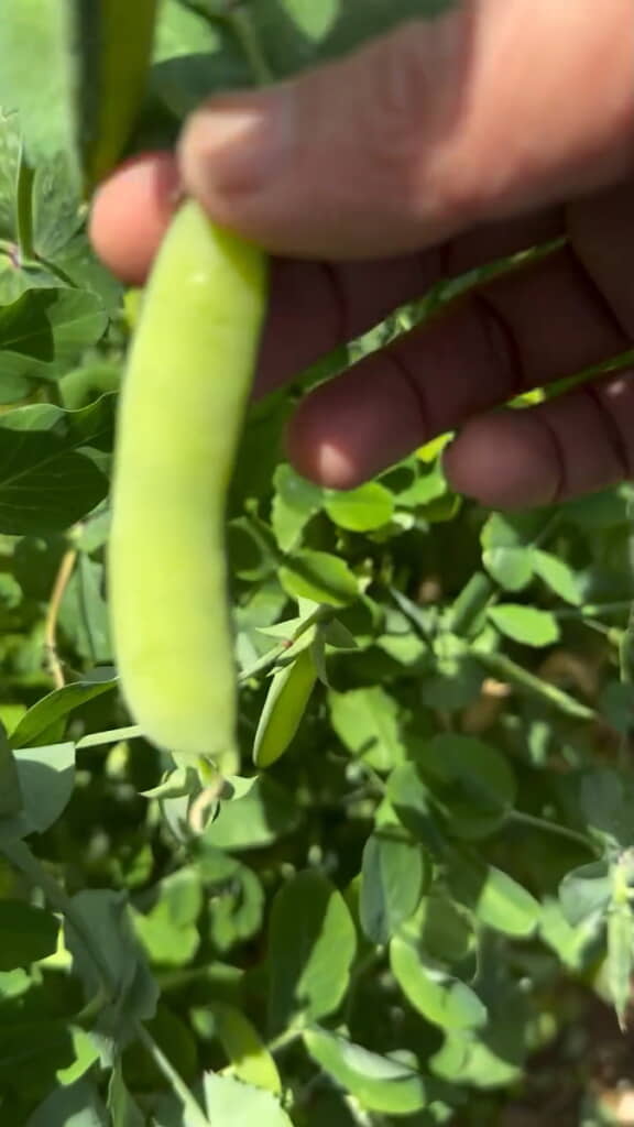 ぱんぱんに豆が詰まったサヤも