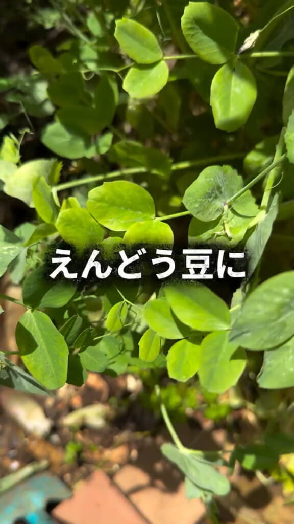 葉もわさわさと生い茂っている