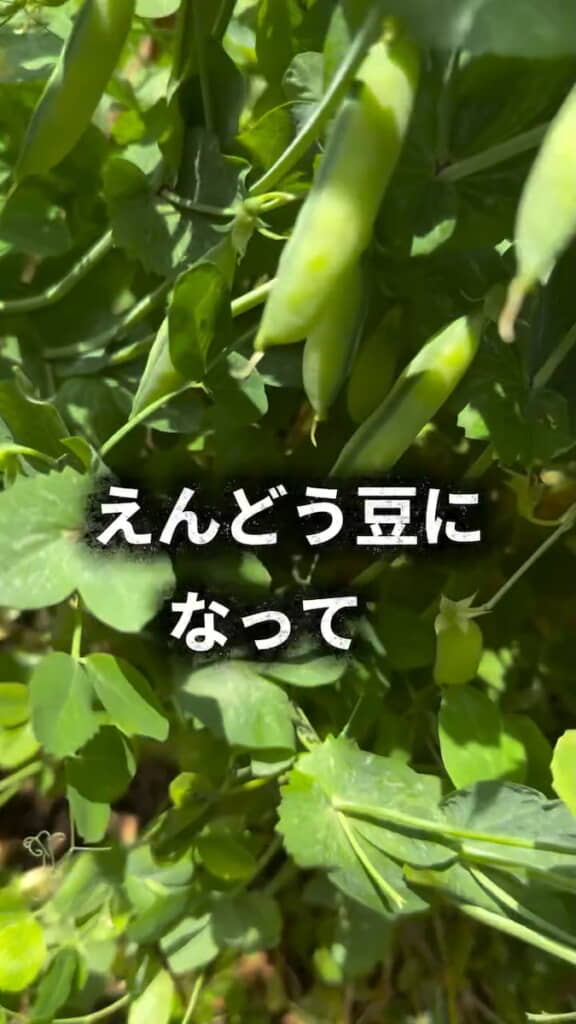 山盛りの豆を収穫できそう