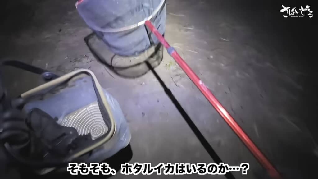 富山湾でホタルイカ掬いをするアイドル
