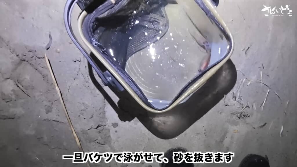 富山湾でホタルイカ掬いをするアイドル