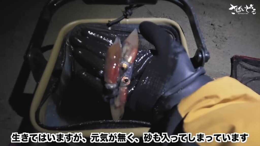 富山湾でホタルイカ掬いをするアイドル