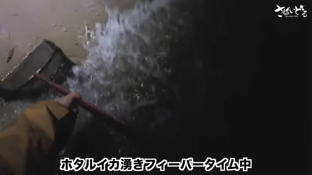 富山湾でホタルイカ掬いをするアイドル