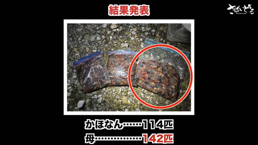 富山湾でホタルイカ掬いをするアイドル