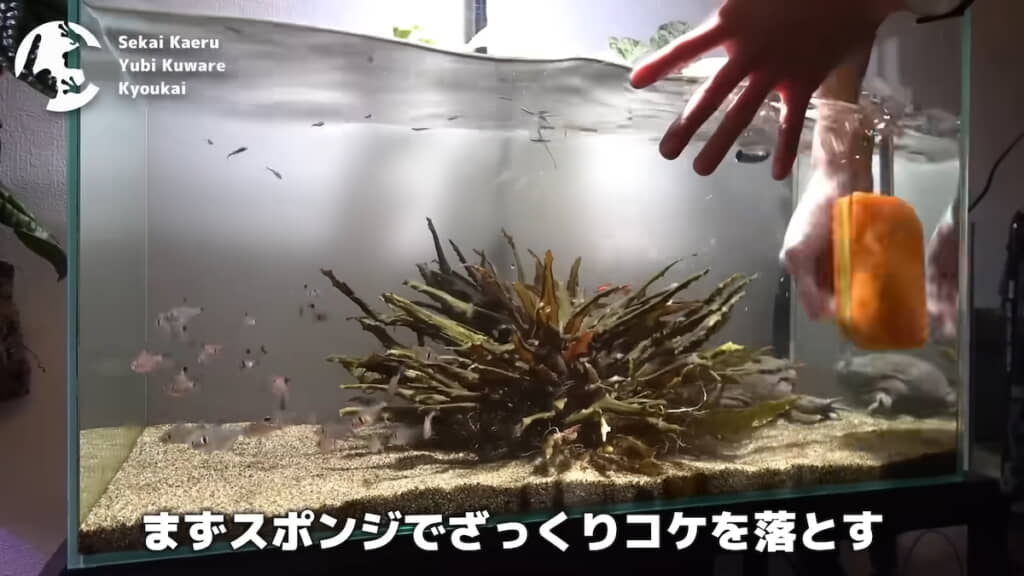 スポンジで水槽内壁の苔を落とす
