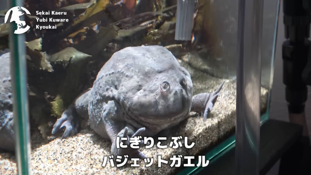 バジェットガエルの「にぎりこぶし」ちゃん