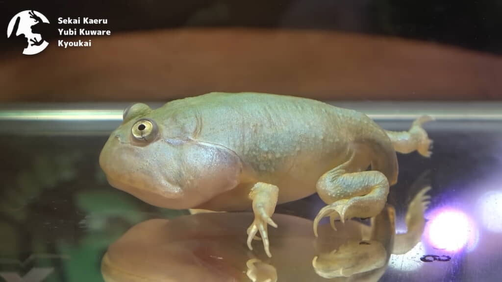 かわいいフォルムのオタマジャクシB