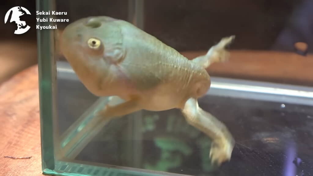 水槽を動かすと手足をジタバタ動かす