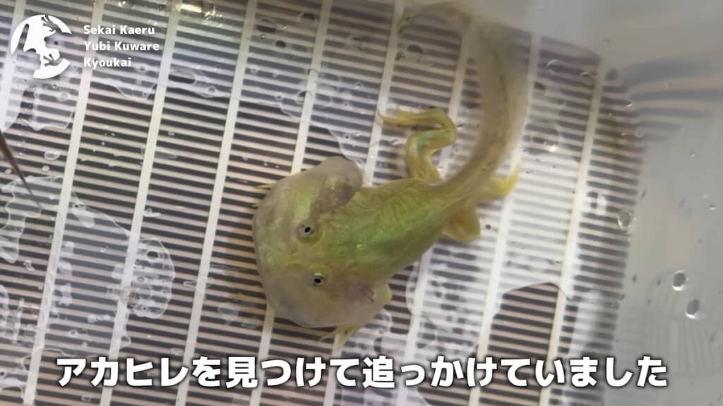 3日前はまだ尻尾が長かった