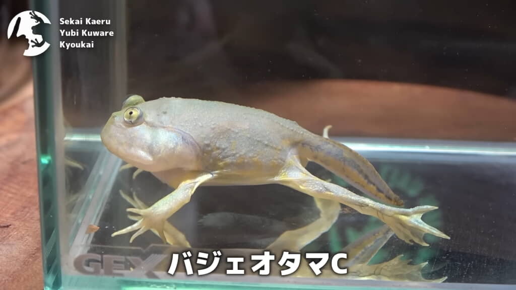 体色に特徴のあるオタマジャクシC
