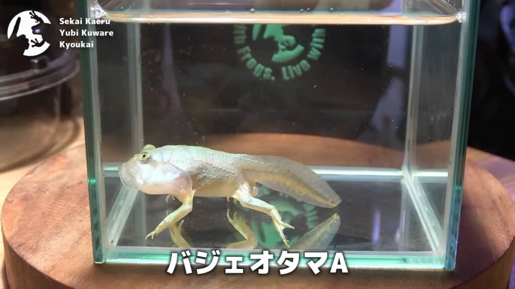 まだ尻尾が少し長いオタマジャクシA
