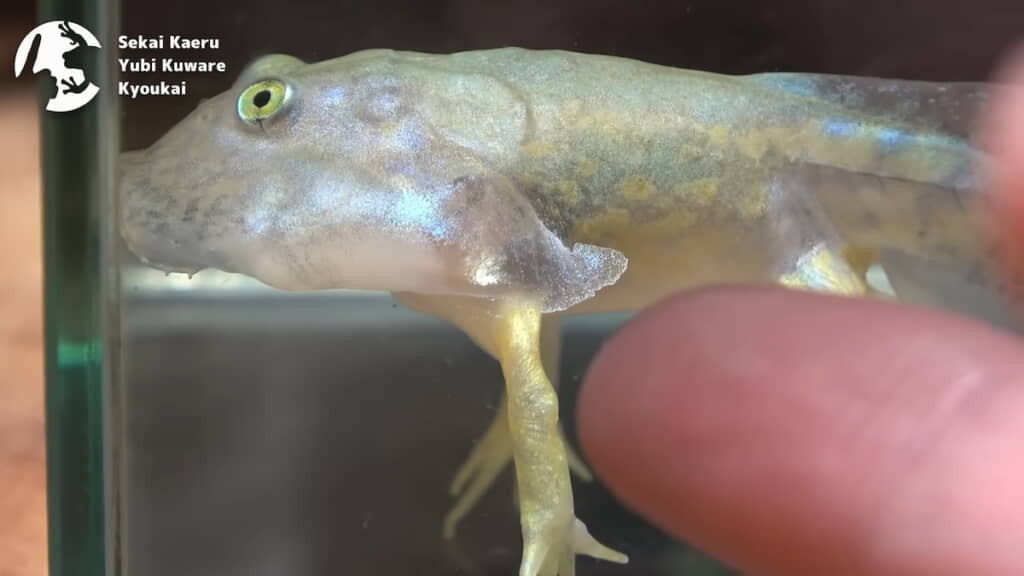 顔の後ろのヒラヒラも健在