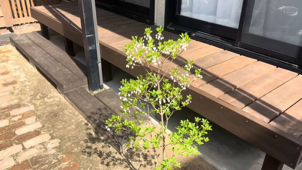 新しいウッドデッキと開花したドウダンツヅジ