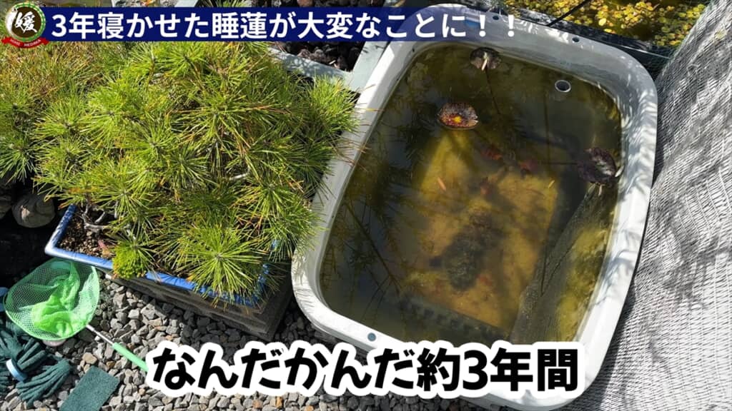 3年放置した睡蓮のビジュアル
