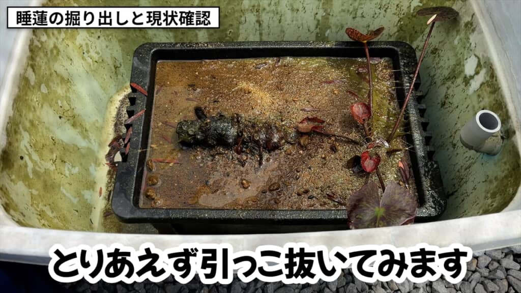 3年放置した睡蓮のビジュアル