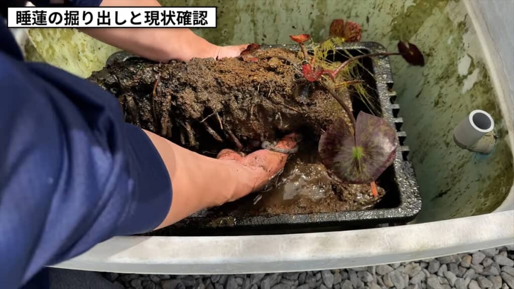 3年放置した睡蓮のビジュアル