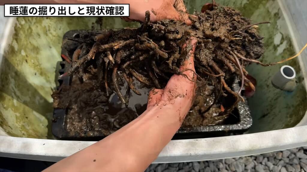 3年放置した睡蓮のビジュアル