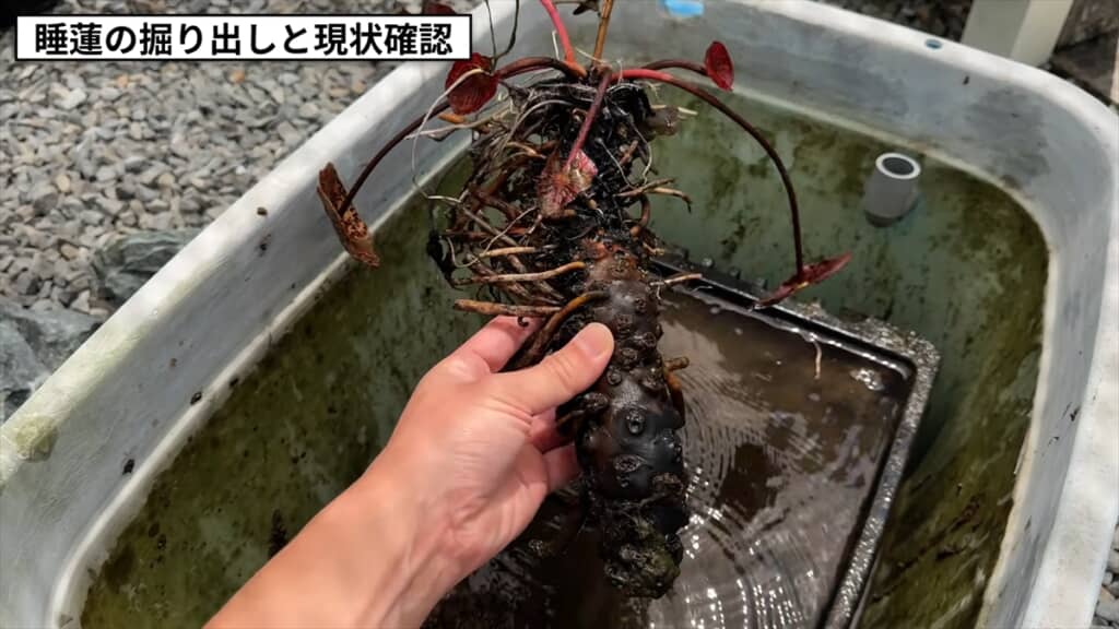 3年放置した睡蓮のビジュアル