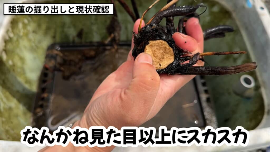 3年放置した睡蓮のビジュアル