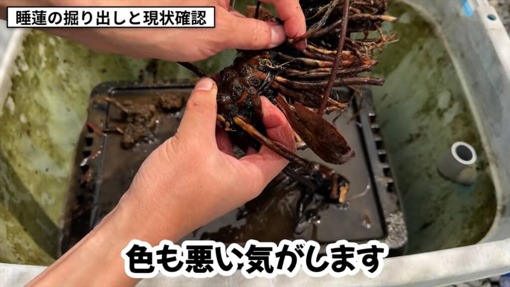 3年放置した睡蓮のビジュアル