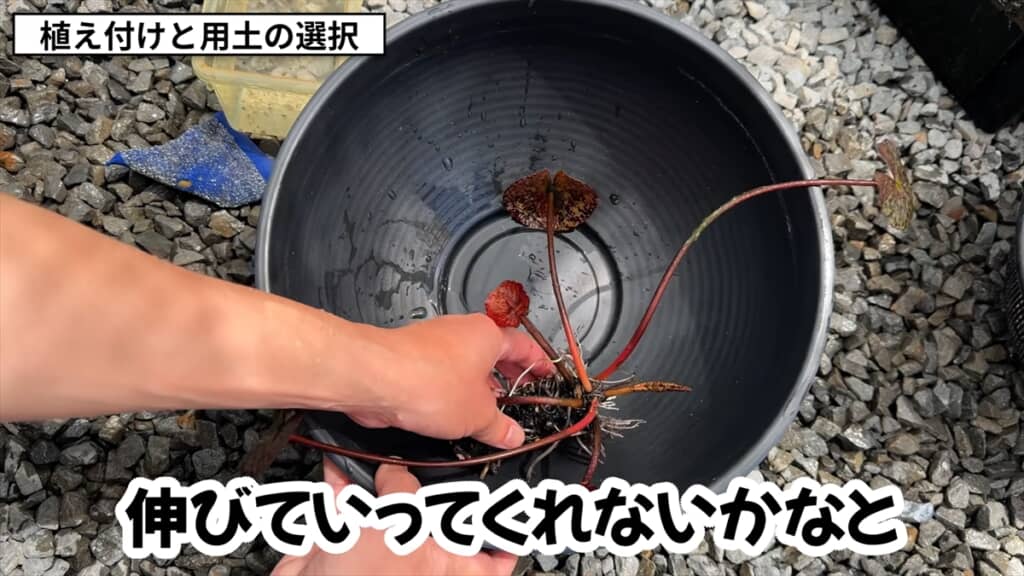 3年放置した睡蓮のビジュアル