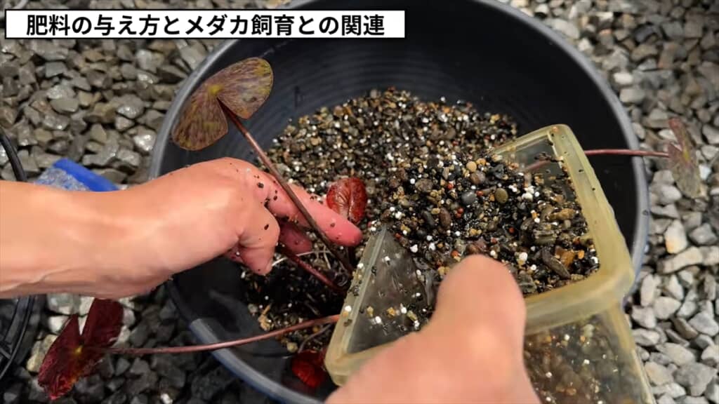3年放置した睡蓮のビジュアル