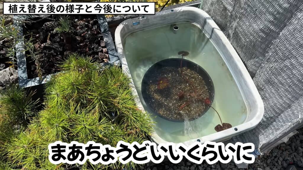 3年放置した睡蓮のビジュアル