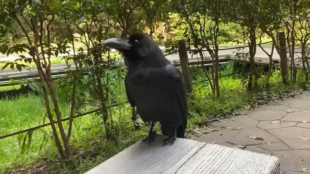 人懐っこいカラスとの交流