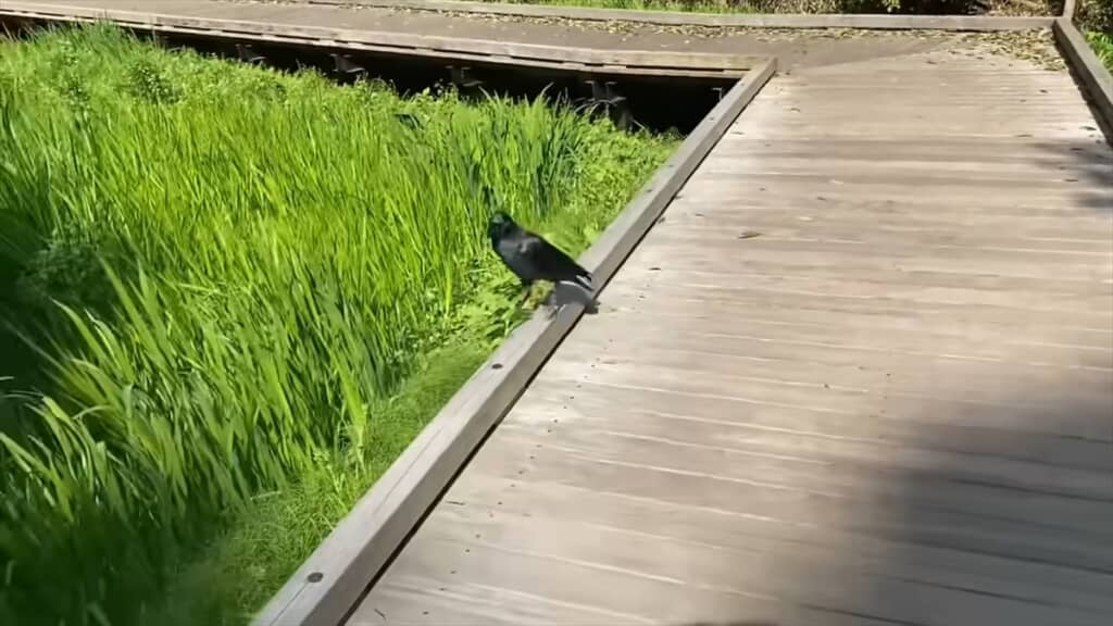 人懐っこいカラスとの交流