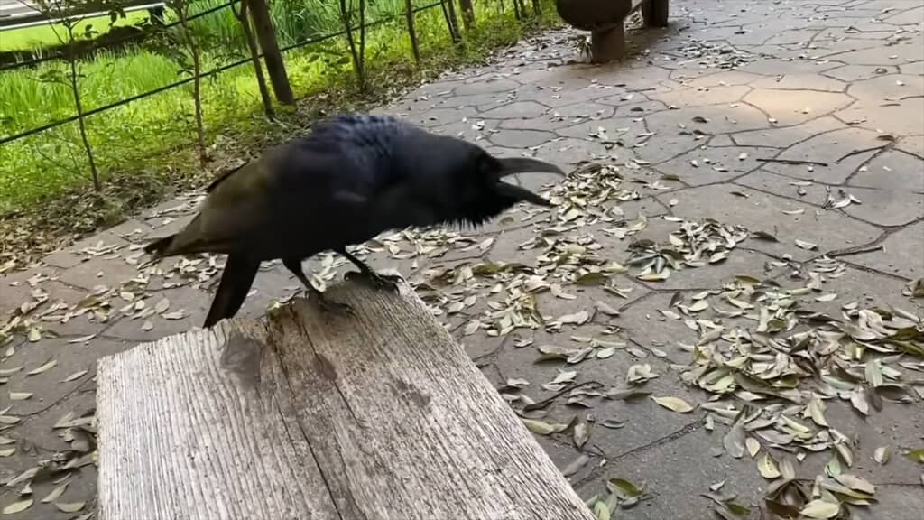 人懐っこいカラスとの交流