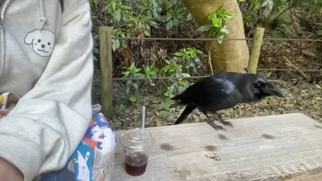 人懐っこいカラスとの交流