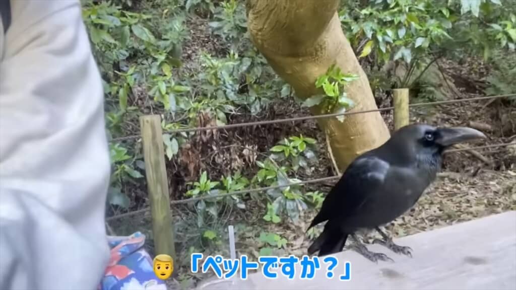 人懐っこいカラスとの交流
