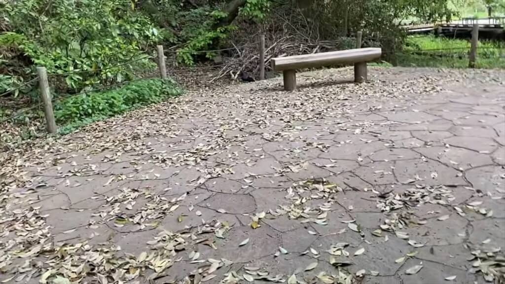 人懐っこいカラスとの交流