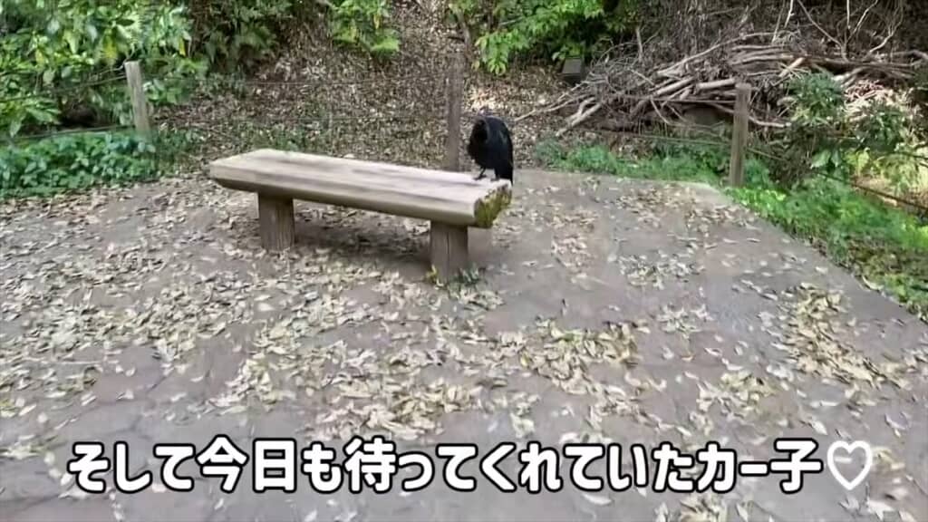 人懐っこいカラスとの交流