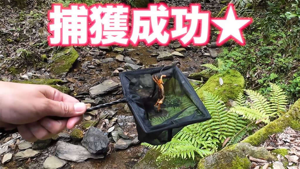 サワガニの捕獲に成功！