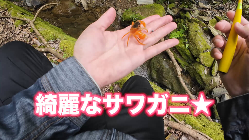 赤色が鮮やかです