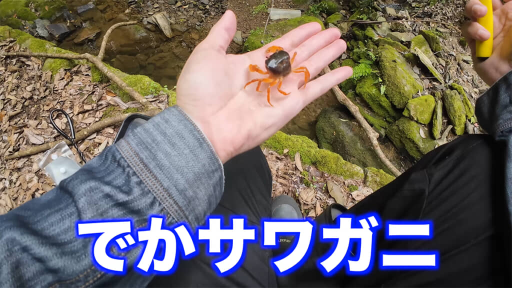 でっかいメスのサワガニ