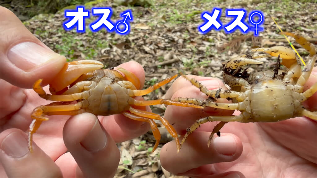 サワガニの性別はハサミとふんどしの形で見分けられます