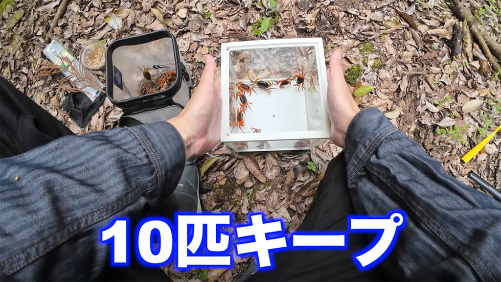 10匹のサワガニを連れ帰ります