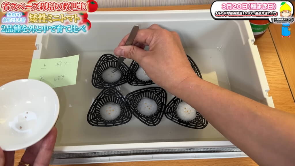 水で湿らせたろ過ウールの上に種を置く
