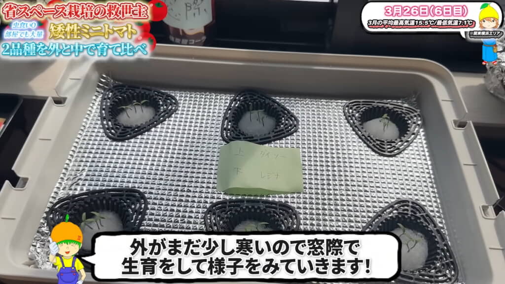 芽が育ってきたら鉢底ネットをフタにセットする
