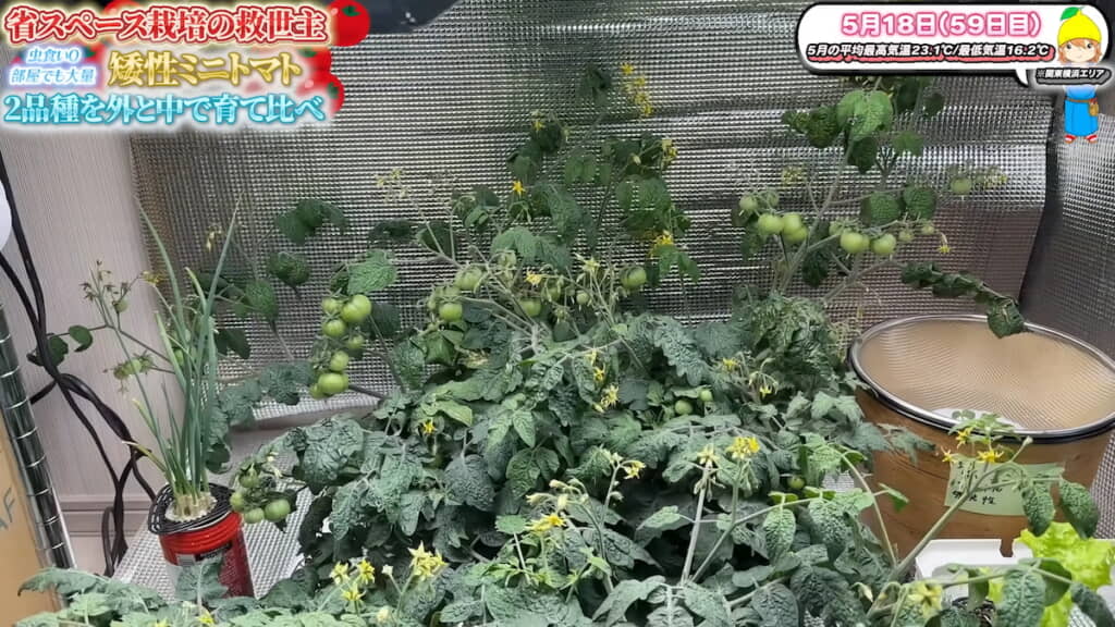 室内では実が付きはじめた
