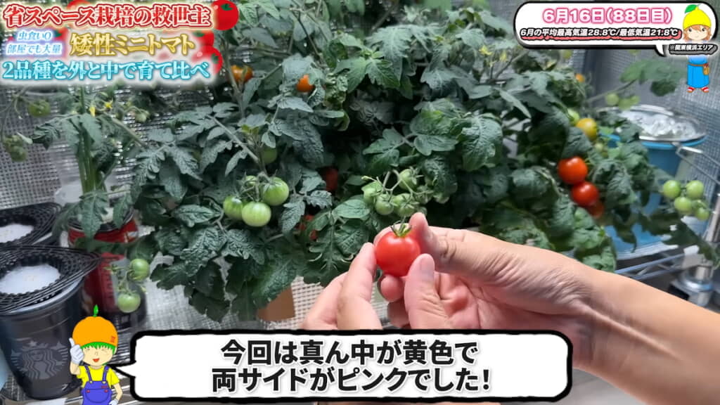 室内のレジナを初収穫
