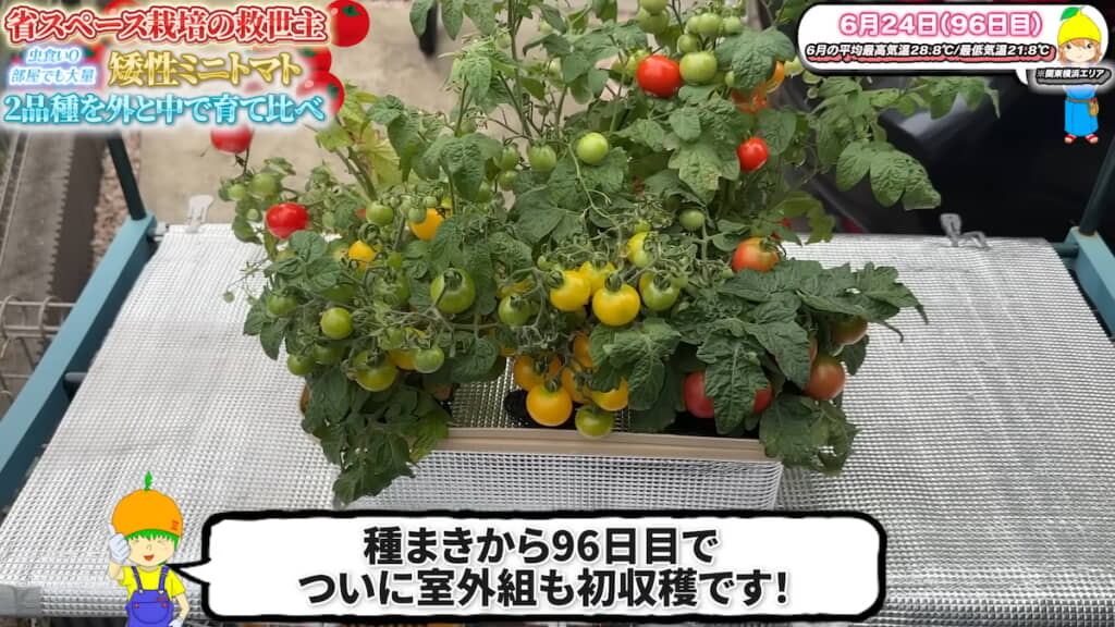 室外のほうでもついに初収穫
