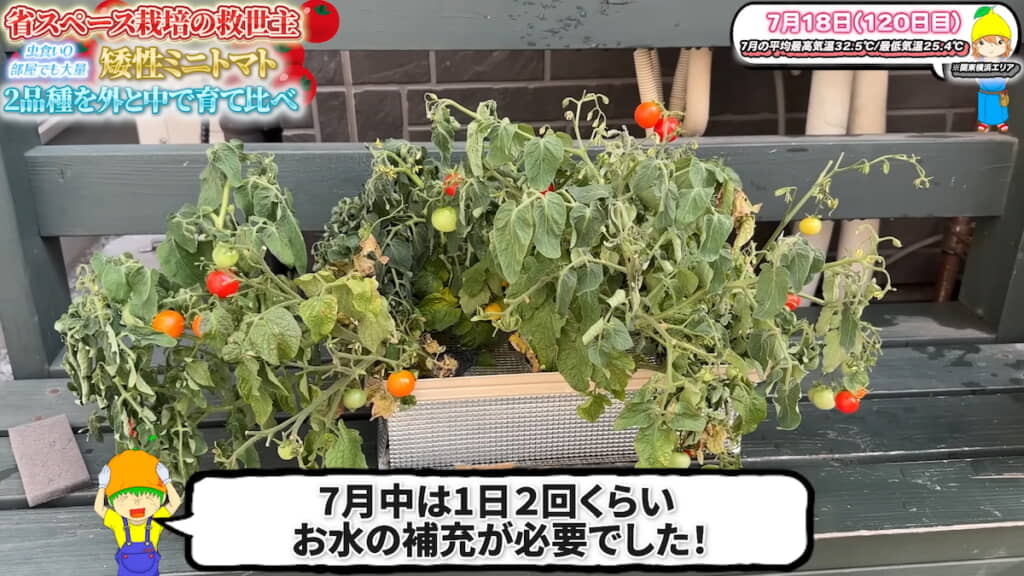 室外の葉がしおれてきたので栽培を終了
