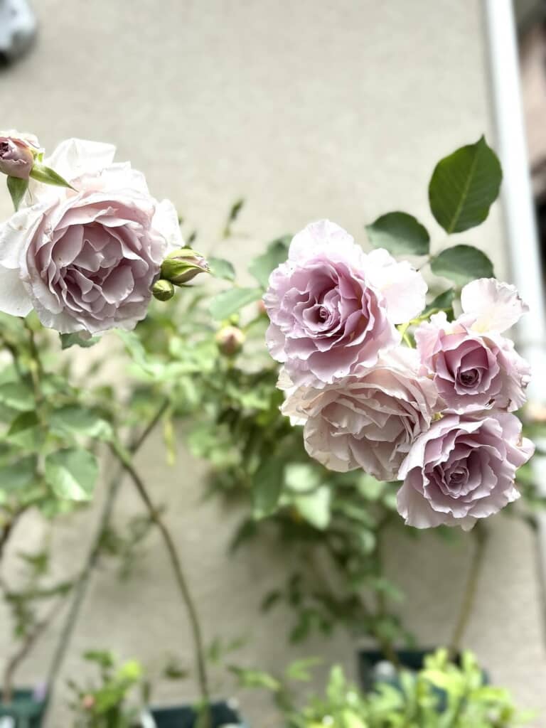淡いモーヴカラーのバラ